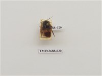 藏品(蜚蠊(1))的圖片